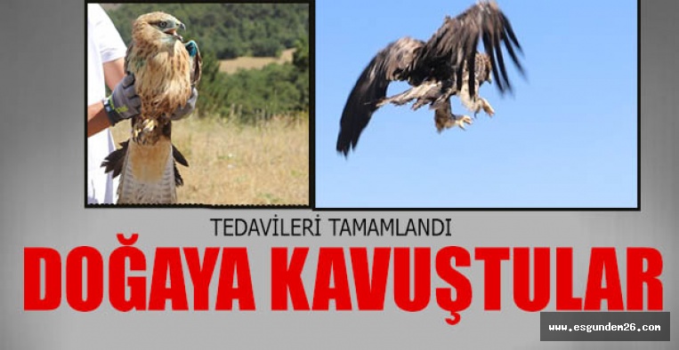 KAYA KARTALI VE KIZIL ŞAHİNİN TEDAVİSİ TAMAMLANDI