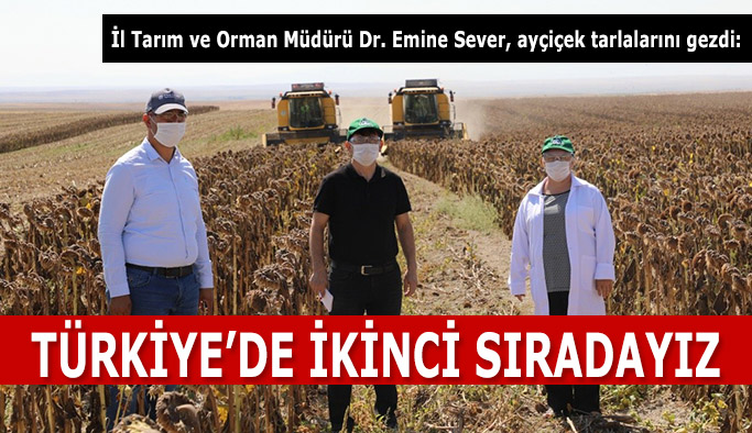 Eskişehir tohumluk ayçiçeği üretiminde Türkiye ikincisi