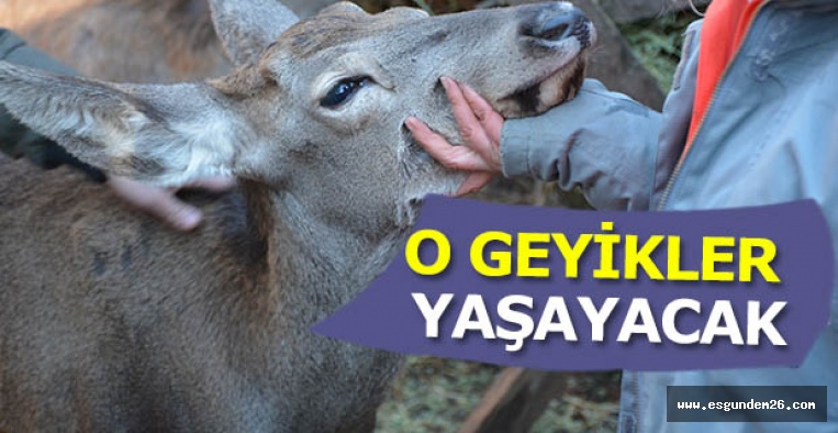 Eskişehir’deki kızıl geyik ihalesine iptal kararı