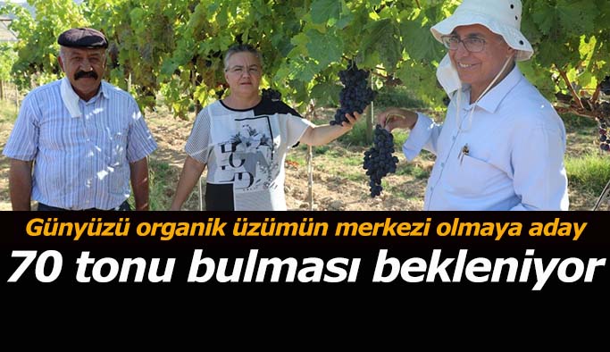 İl Tarım ve Orman Müdürü Dr. Emine Sever: İlimizde bulunan bu organik üzüm bağından 70 ton ürün bekleniyor