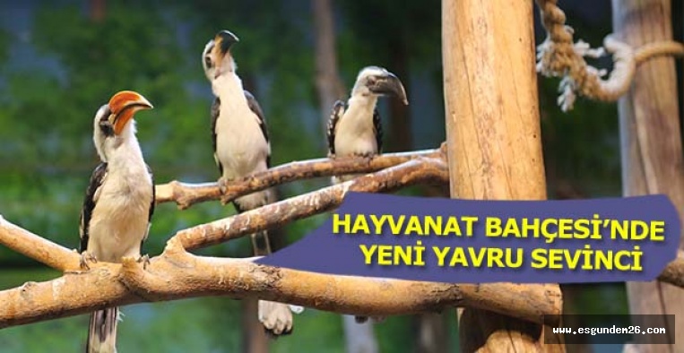 HAYVANAT BAHÇESİ’NİN YENİ YAVRU SEVİNCİ