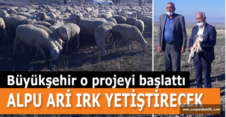 ALPU ARİ IRK YETİŞTİRECEK