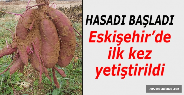 Eskişehir'de tatlı patatesin ilk hasadı başladı