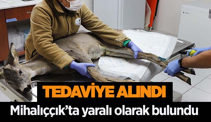 HAYVANAT BAHÇESİ’NDE KARACA TEDAVİ ALTINA ALINDI