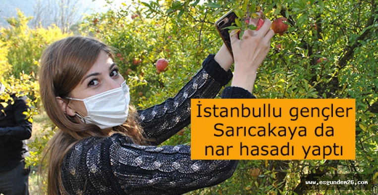 İstanbullu gençler Sarıcakaya da nar hasadı yaptı