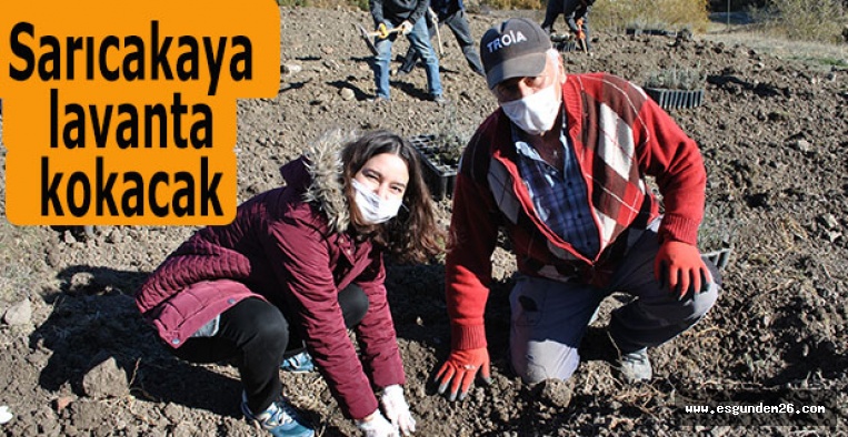 Sarıcakaya lavanta kokacak