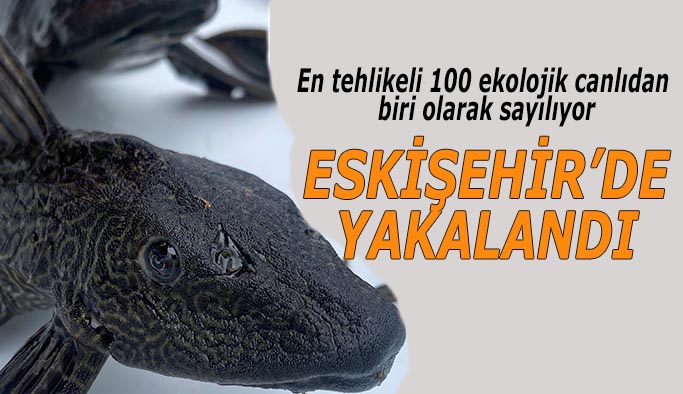 İstilacı balıklar Eskişehir’de görüldü