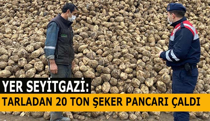 Tarladan 20 ton şeker pancarı çaldı