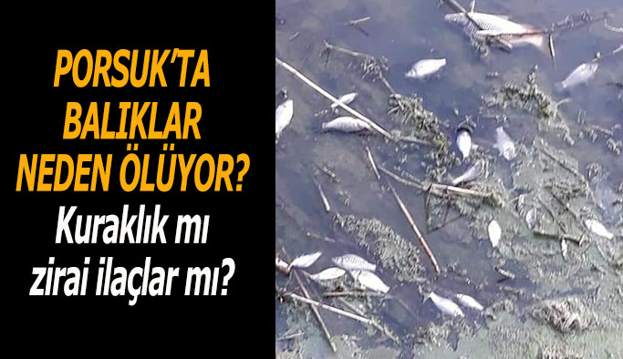 Porsuk çayında balık ölümleri yaşanıyor