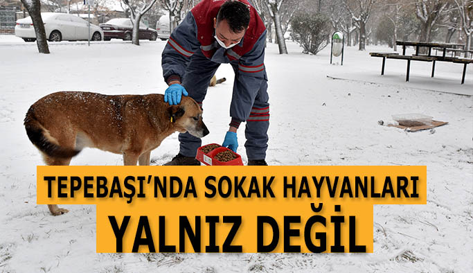 TEPEBAŞI’NDA SOKAK HAYVANLARI YALNIZ DEĞİL