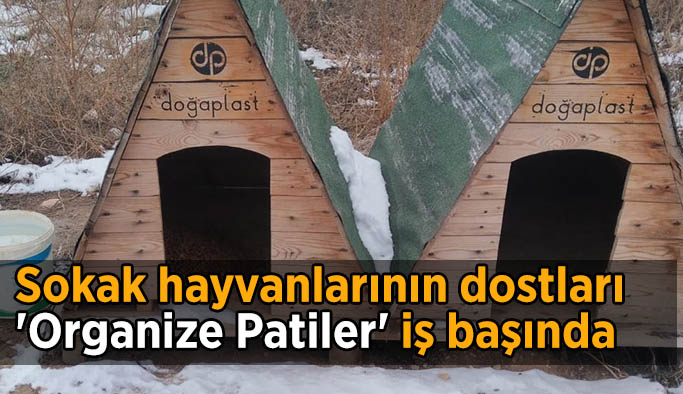 Sokak hayvanlarının dostları 'Organize Patiler' iş başında