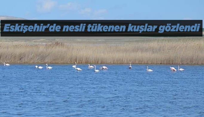 Eskişehir'de nesli tükenen kuşlar gözlendi