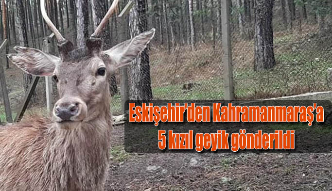 Eskişehir’den Kahramanmaraş’a 5 kızıl geyik gönderildi