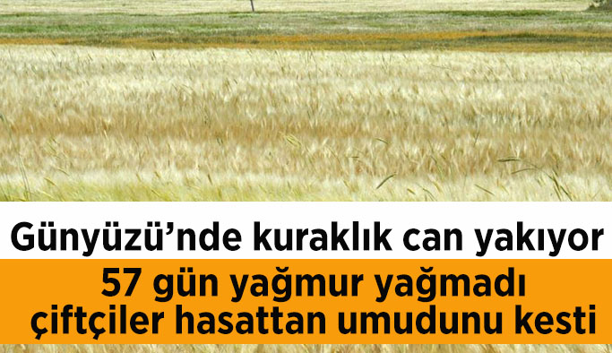 Kuraklıktan ekinler 1,5 ay önce sarardı