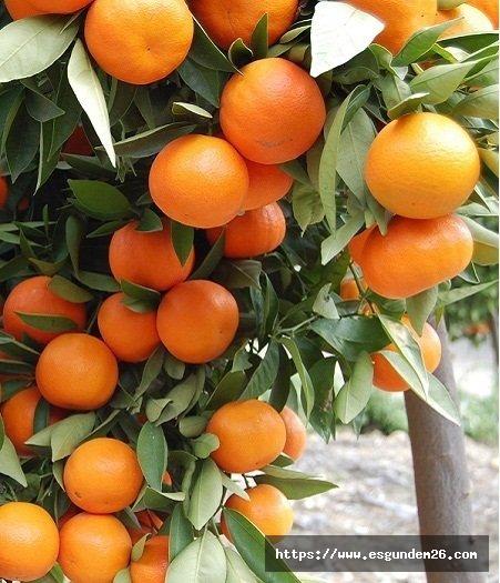 Meyve Fidanı Fiyatları ve Çeşitleri İçin Adresiniz Fidancı!