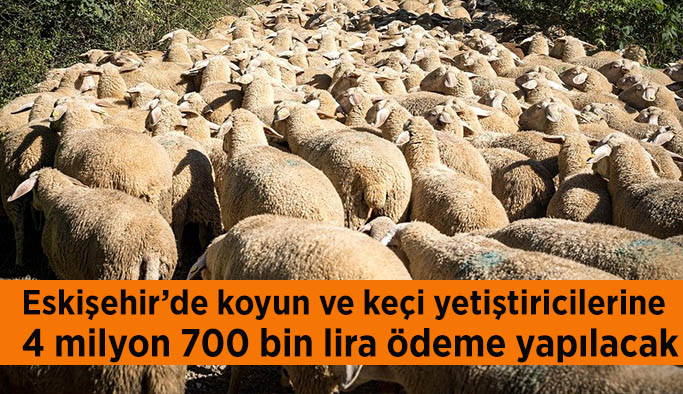 Eskişehir’de koyun ve keçi yetiştiricilerine yaklaşık 4 milyon 700 bin lira ödeme yapılacak