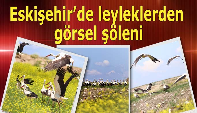 Eskişehir’de leyleklerin görsel şöleni