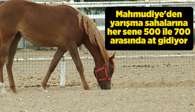 Türkiye’nin en baba atları Mahmudiye’den çıkıyor