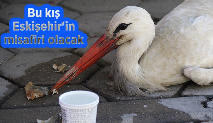 Bu kış Eskişehir'in misafiri olacak