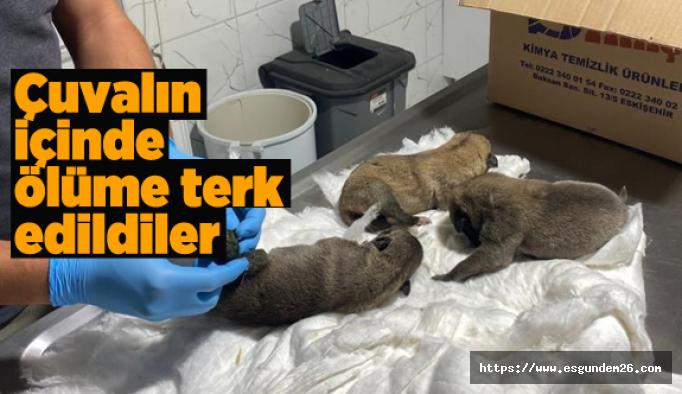 Eskişehir’de yavru köpekler çuval içinde ölüme terk edildi