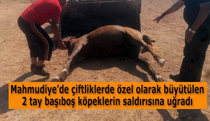 İlçede başıboş köpeklere çözüm bulunamıyor