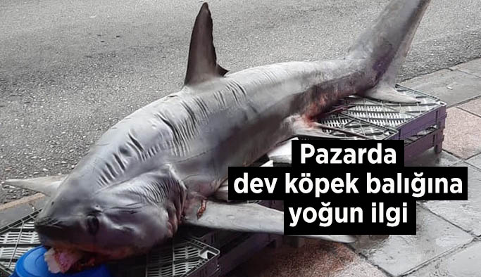 Pazarda dev köpek balığına yoğun ilgi