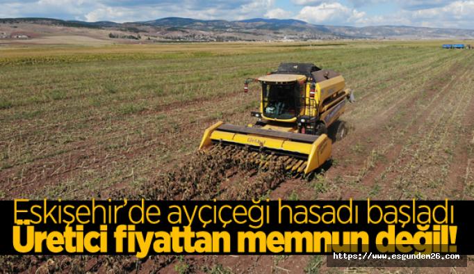 Eskişehir'de tohumluk ayçiçeğin hasadına başlandı