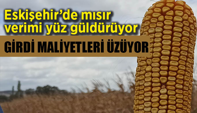 Eskişehir’de mısır verimi yüz güldürdü