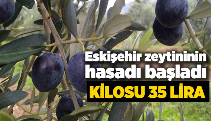 Eskişehir’de zeytin hasadı başladı