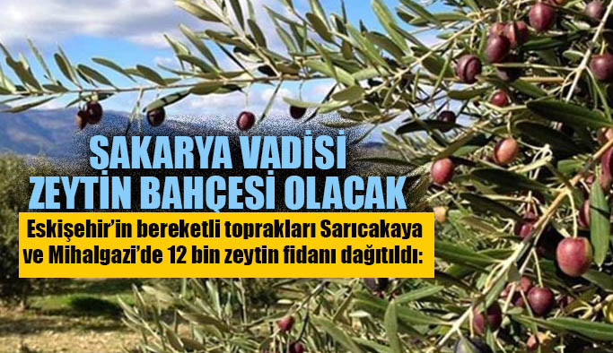 Sarıcakaya ve Mihalgazi’de 12 bin zeytin fidanı dağıtıldı: