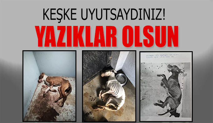 Eskişehir'deki hayvan barınağından insanlıktan utandıran görüntüler