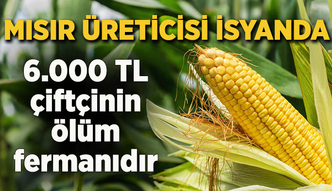 Mısır üreticisi isyanda