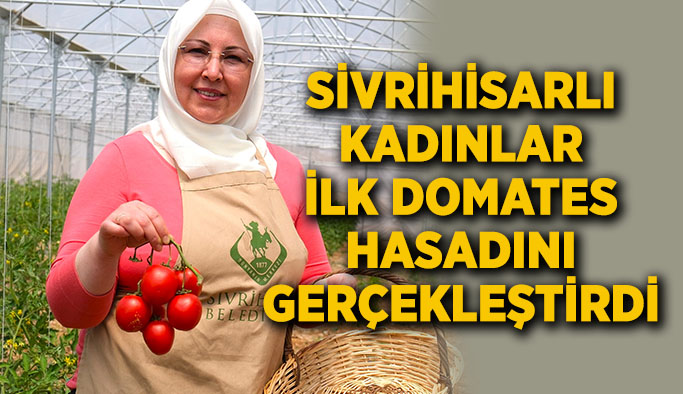 Sivrihisarlı kadınlar  ilk domates hasadını  gerçekleştirdi