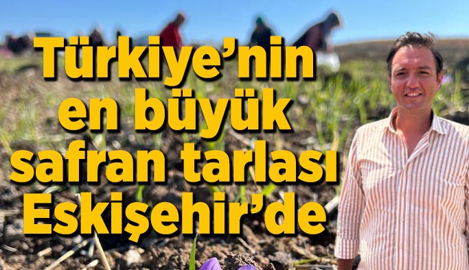 Türkiye’nin en büyük Safran tarlası Eskişehir’de