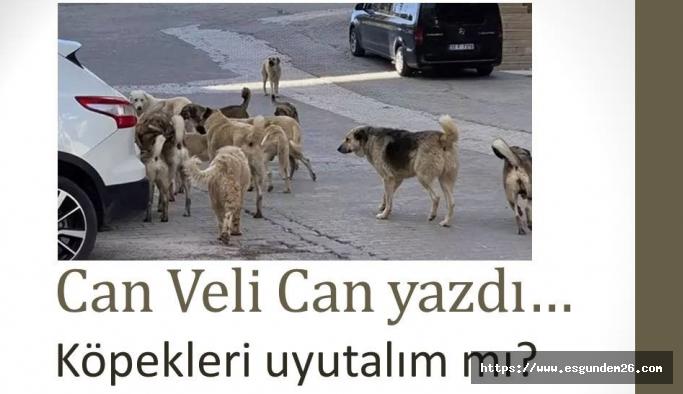 Köpekleri "uyutalım mı?"