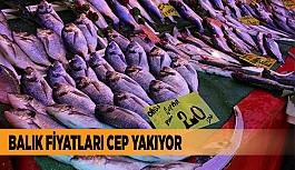 BALIK FİYATLARI CEP YAKIYOR