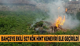 BAHÇEYE EKİLİ 927 KÖK HİNT KENEVİRİ ELE GEÇİRİLDİ