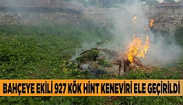 BAHÇEYE EKİLİ 927 KÖK HİNT KENEVİRİ ELE GEÇİRİLDİ