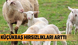 KÜÇÜKBAŞ HIRSIZLIKLARI ARTTI