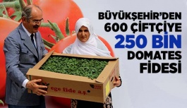 BÜYÜKŞEHİR’DEN 600 ÇİFTÇİYE 250 BİN DOMATES FİDESİ