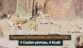 Hayvanat Bahçesinde Yeni Misafirler: 4 Ceylan Yavrusu, 4 Koati