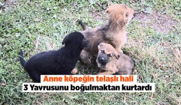 Mihalgazi itfaiyesi yavru köpekleri boğulmaktan kurtardı