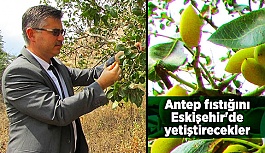 Antep fıstığını Eskişehir'de yetiştirecekler