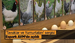 ‘Tavuklar ve Yumurtaları’ sergisi açıldı