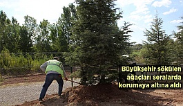 Tramvay hattı için sökülen ağaçlar, koruma altına alındı