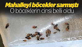 O BÖCEKLERİN CİNSİ BELLİ OLDU