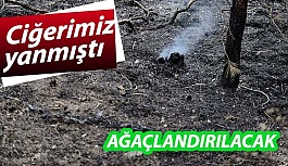 Eskişehir'de yanan ormanlık alan ağaçlandırılacak