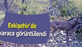 Eskişehir'de karaca görüntülendi