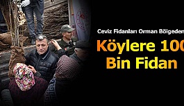 Ceviz Fidanları Orman Bölgeden