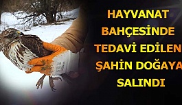 HAYVANAT BAHÇESİ’NDE  TEDAVİ EDİLEN ŞAHİN DOĞAYA SALINDI